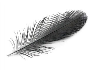 Obraz premium Single black feather isolated on white background.