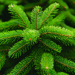 Vibrant Green Pine Needles Macro Photo