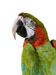 portrait large green macaw, (ara ambigua). isolated on white background