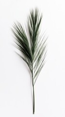 Fototapeta premium Elegant Green Plant Branch on White Background