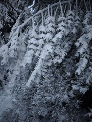 Snow covered pine branches in jested, liberec region, czechia
