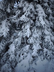 Snow covered pine branches in winter wonderland near jested, czech republic Liberec