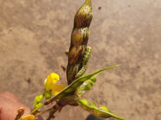 Pod borer attack on pigeon pea pod. Maruca vitrata is a tropical pest that damages legume crops....