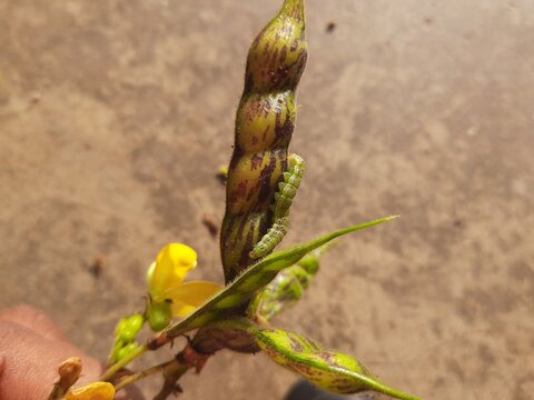 Pod borer attack on pigeon pea pod. Maruca vitrata is a tropical pest that damages legume crops. Its other names Maruca pod borer, bean pod borer, soybean pod borer, mung moth and legume pods borers.
