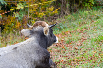 Cow herd of breed Rätisches Grauvieh grazing on meadow at Swiss City of Zürich on a gray autumn day. Photo taken November 17th, 2024, Zurich, Switzerland.