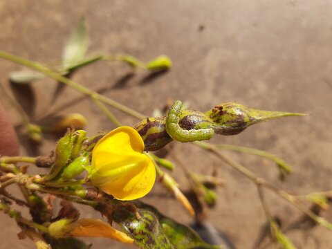 Pod borer attack on pigeon pea pod. Maruca vitrata is a tropical pest that damages legume crops. Its other names Maruca pod borer, bean pod borer, soybean pod borer, mung moth and legume pods borers.
