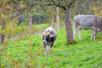 Cow herd of breed Rätisches Grauvieh grazing on meadow at Swiss City of Zürich on a gray autumn day. Photo taken November 17th, 2024, Zurich, Switzerland.