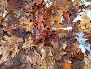 Background of fallen yellow oak leaves in winter with snow. Natural background of fallen leaves.