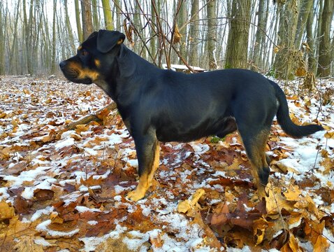 Black dog in the forest on a background of trees and fallen yellow leaves and white snow. Walking a dog in the forest. Pets theme.