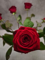 Blooming red roses exuding beauty and romance in prague Valentines day holidays