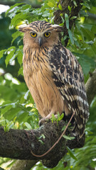 Buffy fish owl on branch observe around 