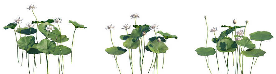 Obraz premium Set of Nelumbo nucifera (known as Padma or Kamala, sacred lotus, Indian lotus) flowering frontal isolated png on a transparent background perfectly cutout high resolution