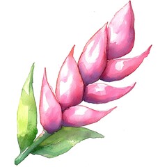 Fototapeta premium Watercolor Painting of a Pink Heliconia Rostrata Flower with Green Leaves.
