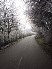 Fototapeta premium Athletic track Winding paved path through frosty trees in prague, czechia