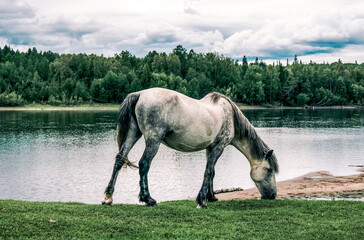 Herd of horses grazes freely outside in field next to river