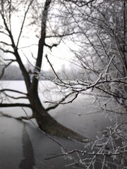 Frozen branches overhanging a frozen lake pond in prague, czechia Nature park Smetanka