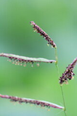 small insects looking for food