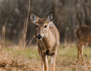 Close up of a white-tailed deer fawn in Illinois 