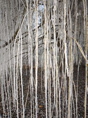 Frozen tree branches covered with hoarfrost in prague