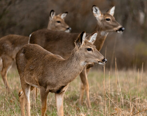 group of white-tailed deer in a field