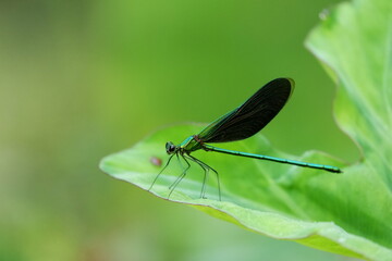 The green dragonfly