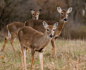 3 curious white-tailed deer looking at the camera