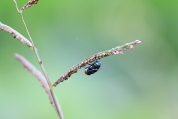 Fototapeta premium small insects looking for food