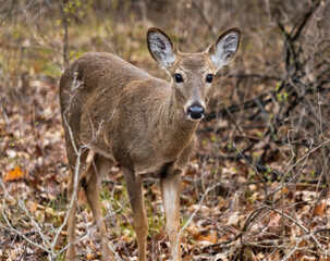 curious white-tailed deer fawn close up in the woods