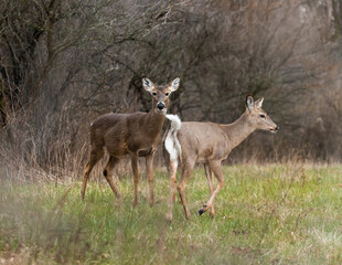 white-tailed deer buck and doe in the woods