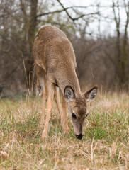 white-tailed deer eating in a forested area