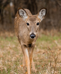 curious white-tailed deer fawn in the woods looking at the camera