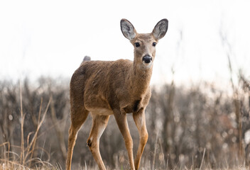 curious white-tailed deer fawn in the woods looking at the camera