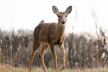 curious white-tailed deer fawn in the woods looking at the camera