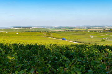 Harvesting works on premier cru champagne vineyards in September near villages Ludes in Val de...