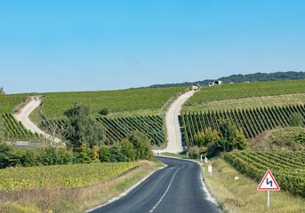 Harvesting works on premier cru champagne vineyards in September near villages Ludes in Val de...