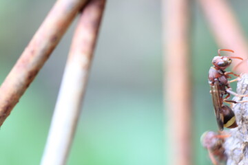 rusted iron creates a unique texture