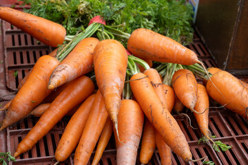 Fresh summer carrots on outdoor market with seasonal local vegetables and fruits