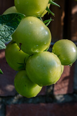 Vine of tomato plant with many big ripening organic tomatoes vegetables in garden close up