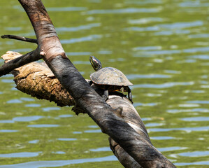 pond slider turtle on log above a pond at morton arboretum in Illinois