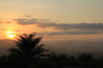 morning mist in the forest