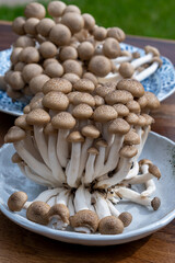 Brown shimeji edible mushrooms native to East Asia, buna-shimeji is widely cultivated and rich in umami tasting compounds