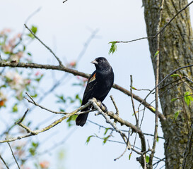 red-winged blackbird sitting on a branch on a summer day in Illinois