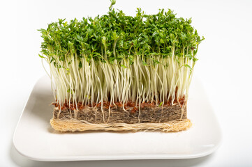 Healthy food, young sprouts plants of green cress grass salad herb ready for consumption