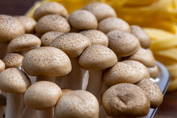 Brown shimeji edible mushrooms native to East Asia, buna-shimeji is widely cultivated and rich in umami tasting compounds