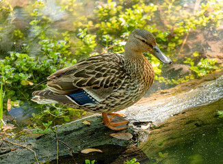 female mallard duck standing on a log in a pond