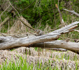 gray squirrel sitting a on downed tree in a marsh area in the forest in illinois 