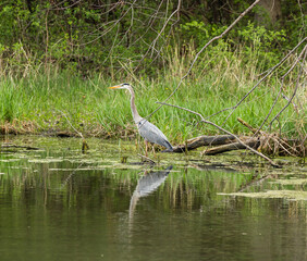sandhill crane on the edge of a lake with a forest background