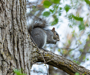 eastern gray squirrel eating an acorn while on a tree branch in cook county Illinois