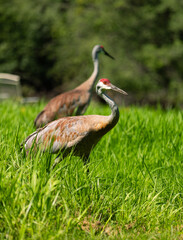 two sandhill cranes walking through tall grass in northern Illinois