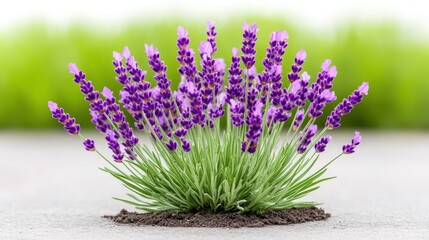 Fototapeta premium A vibrant cluster of lavender flowers in a natural setting.